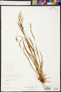 Carex leptonervia image