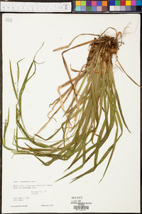 Carex leptonervia image