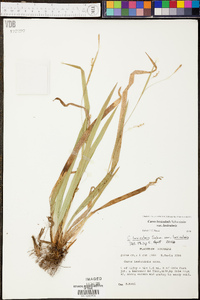 Carex laxiculmis image