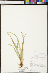 Carex laxiculmis var. laxiculmis image