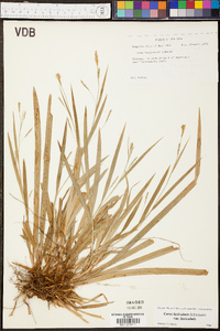 Carex laxiculmis image