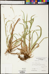 Carex laxiculmis var. laxiculmis image