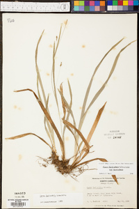 Carex laxiculmis image