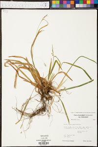 Carex laxiculmis var. laxiculmis image