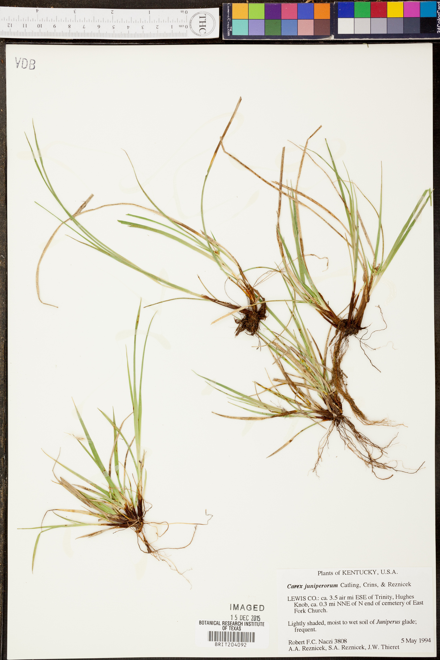 Carex juniperorum image