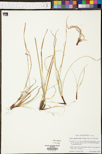 Carex juniperorum image