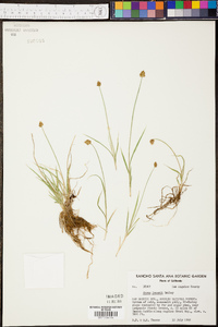 Carex jonesii image