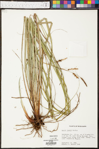 Carex joorii image