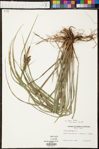 Carex joorii image