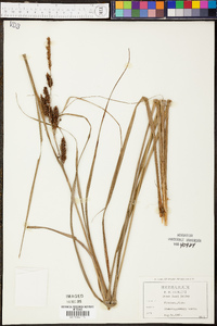 Carex joorii image