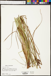 Carex joorii image