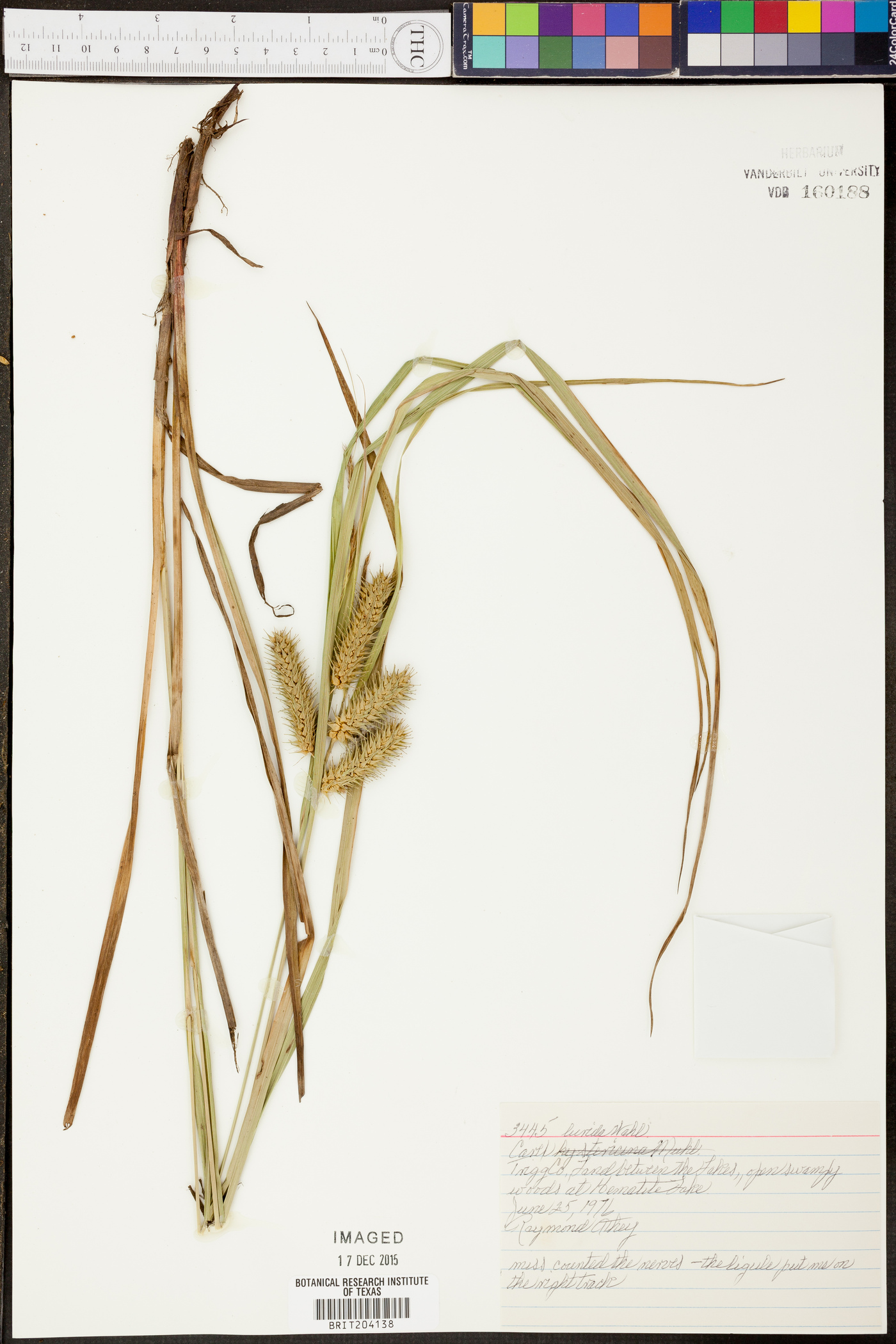 Carex abbreviata image