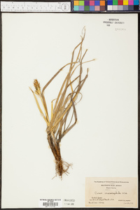 Carex macrocephala image