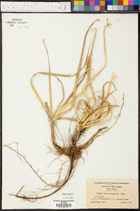 Carex macrocephala image