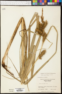 Carex lupuliformis image