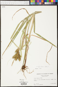 Carex lupuliformis image