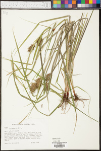 Carex louisianica image