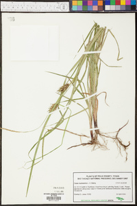 Carex louisianica image