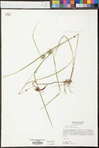 Carex louisianica image