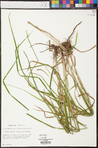 Carex louisianica image