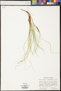 Carex lucorum image