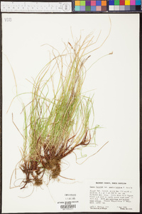 Carex lucorum image