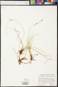 Carex lucorum image