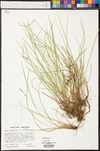 Carex lucorum image