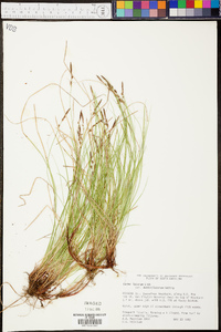 Carex lucorum image