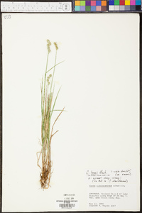 Carex longii image