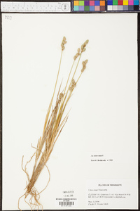 Carex longii image