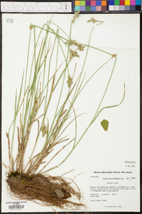 Carex longii image