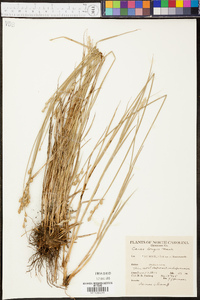 Carex longii image