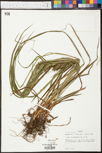 Carex louisianica image