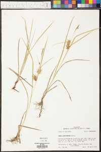 Carex louisianica image