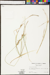 Carex lasiocarpa image