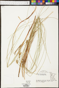 Carex lasiocarpa image