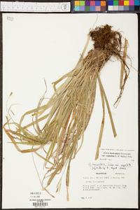 Carex laxiculmis var. copulata image