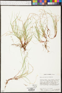 Carex novae-angliae image