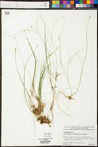 Carex leptalea var. leptalea image