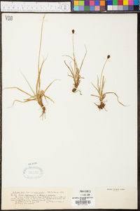 Carex nigricans image