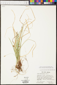 Carex nigromarginata image