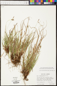 Carex nigromarginata image