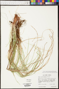 Carex nigromarginata image
