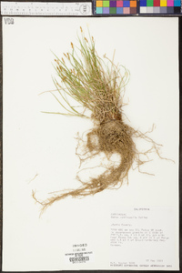 Carex multicaulis image