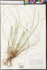 Carex multicaulis image