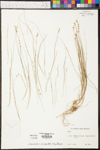 Carex muricata var. angustata image