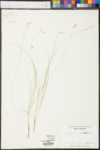 Carex muricata var. angustata image