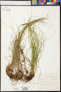 Carex muricata image