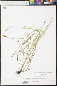 Carex normalis image